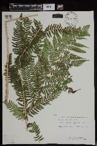 Athyrium filix-femina var. angustum image