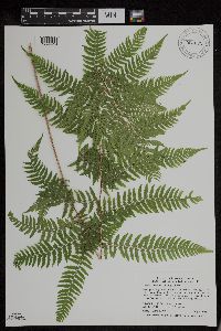 Athyrium filix-femina var. angustum image