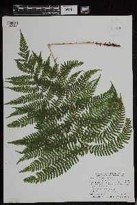 Athyrium filix-femina var. angustum image