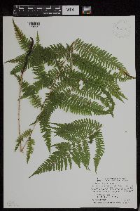 Athyrium filix-femina var. angustum image