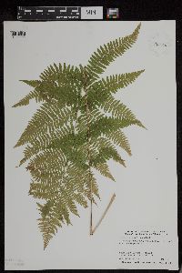 Athyrium filix-femina var. angustum image