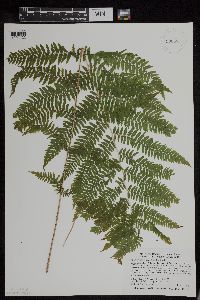 Athyrium filix-femina var. angustum image