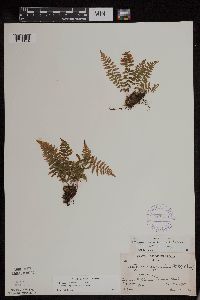 Athyrium filix-femina var. angustum image
