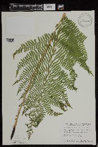Athyrium filix-femina var. angustum image