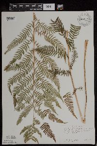 Athyrium filix-femina var. angustum image