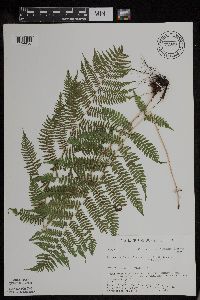 Athyrium filix-femina var. angustum image