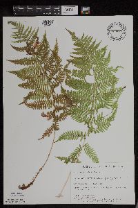 Athyrium filix-femina var. angustum image