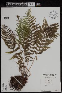 Athyrium filix-femina var. angustum image