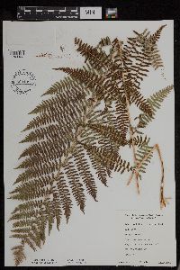 Athyrium filix-femina var. angustum image