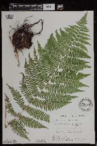 Athyrium filix-femina var. angustum image