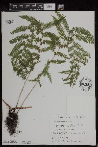 Athyrium filix-femina var. angustum image