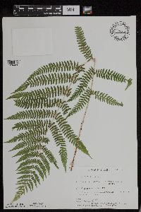 Athyrium filix-femina var. angustum image