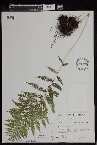 Athyrium filix-femina var. angustum image