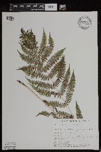 Athyrium filix-femina var. angustum image