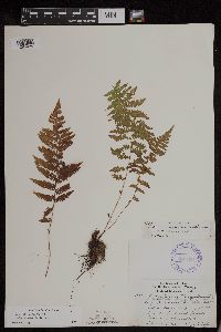 Athyrium filix-femina var. angustum image