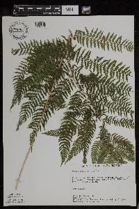 Athyrium filix-femina var. angustum image
