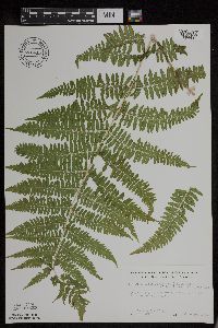 Athyrium filix-femina var. angustum image