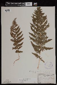 Athyrium filix-femina var. angustum image