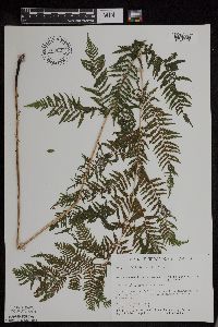 Athyrium filix-femina var. angustum image