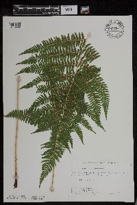 Athyrium filix-femina var. angustum image