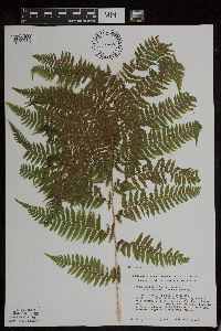Athyrium filix-femina var. angustum image