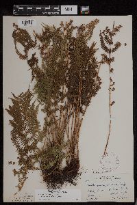 Athyrium filix-femina var. angustum image