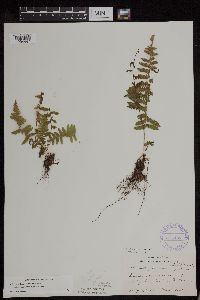 Athyrium filix-femina var. angustum image