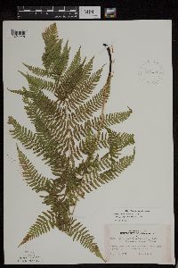 Athyrium filix-femina var. angustum image
