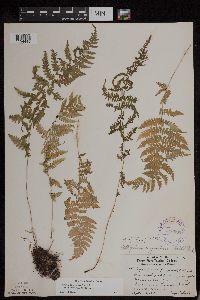 Athyrium filix-femina var. angustum image