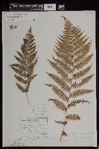 Athyrium filix-femina var. angustum image