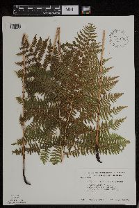 Athyrium filix-femina var. angustum image