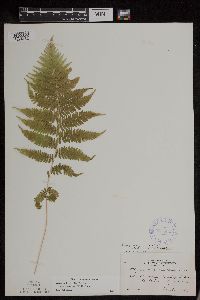 Athyrium filix-femina var. angustum image