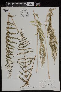 Athyrium filix-femina var. angustum image