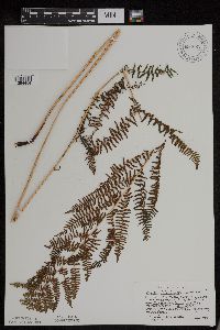 Athyrium filix-femina var. angustum image