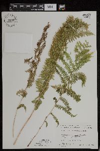 Athyrium filix-femina var. angustum image