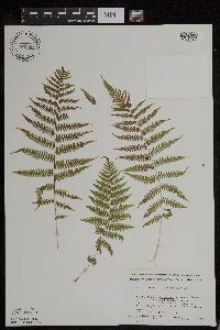 Athyrium filix-femina var. angustum image