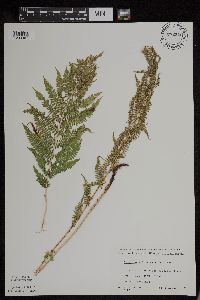Athyrium filix-femina var. angustum image