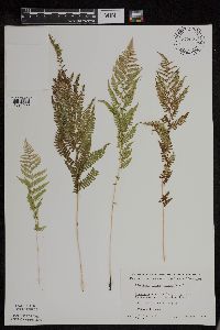 Athyrium filix-femina var. angustum image
