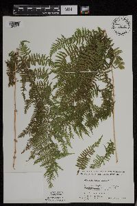 Athyrium filix-femina var. angustum image