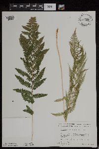 Athyrium filix-femina var. angustum image
