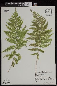 Athyrium filix-femina var. angustum image
