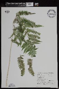Athyrium filix-femina var. angustum image