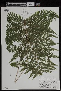 Athyrium filix-femina var. angustum image