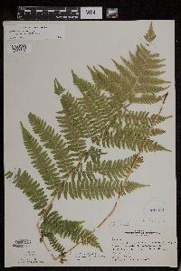Athyrium filix-femina var. angustum image