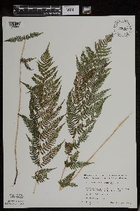 Athyrium filix-femina var. angustum image