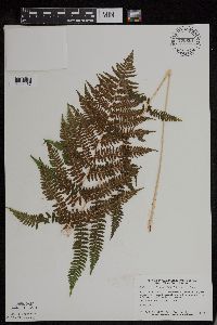 Athyrium filix-femina var. angustum image