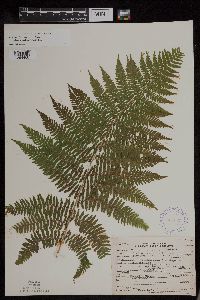 Athyrium filix-femina var. angustum image