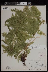 Athyrium filix-femina var. angustum image