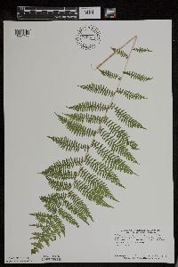Athyrium filix-femina var. angustum image