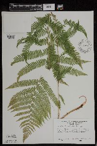 Athyrium filix-femina var. angustum image